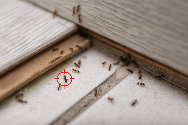 Best Insect Control  in Laguna Hills, CA