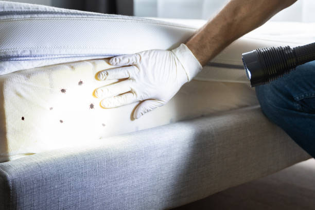 Best Pest Control for Restaurants  in Laguna Hills, CA