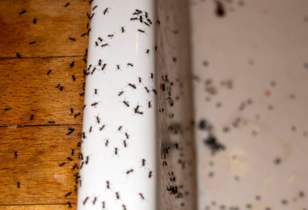 Best Pest Prevention Services  in Laguna Hills, CA
